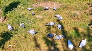 Мои почтовые голуби (Сапсан в поисках добычи)Sport pigeons (peregrine falcon in search of prey)