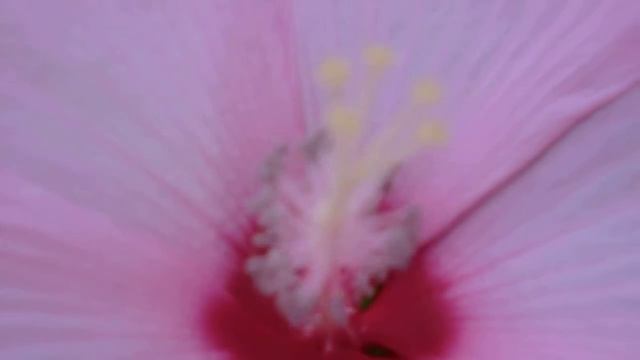 ムクゲ（Hibiscus syriacus，rose of Sharon） смотреть онлайн
