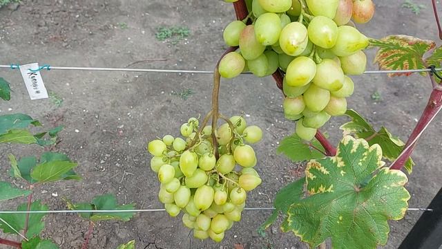 Окрашивание на 17 августа смотреть онлайн