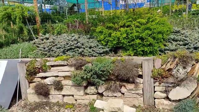 Миксбордер из хвойных и кустарников и подпорная стенка в питомнике САДКО смотреть онлайн