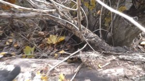 На разведку за вешенкой!