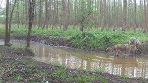 Волки полюбили это место у реки