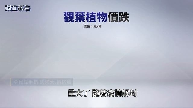 有錢也買不到！　稀有「觀葉植物」比二手車貴｜鏡新聞調查報告 #鏡新聞