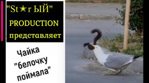 Чайка белочку поймала и проглотила её целиком