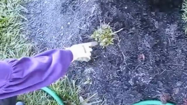 Betty's Herb Garden Planting, 2012 смотреть онлайн