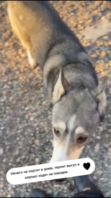 Хенди ищет дом 