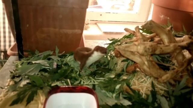 ласка беснуется