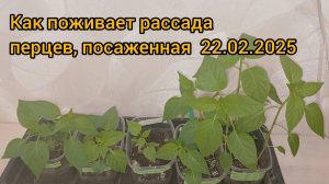 Первая ревизия рассады. Перцы