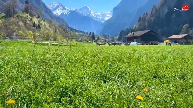 ВЕСНА В ШВЕЙЦАРИИ🇨🇭САМАЯ КРАСИВАЯ ШВЕЙЦАРСКАЯ ДЕРЕВНЯ ВИЛЬДЕРСВИЛЬ🌼ОДУВАНЧИКИ