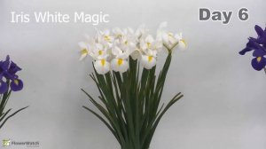 Time Lapse Iris White Magic