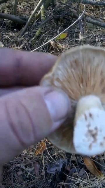 что за гриб такой? #грибы #атмосфера #лес #съедобныйгриб #поганка смотреть онлайн