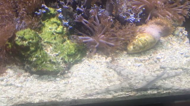 Калипсо смотреть онлайн