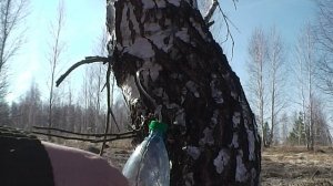 Как собрать березовый сок, без вреда для дерева