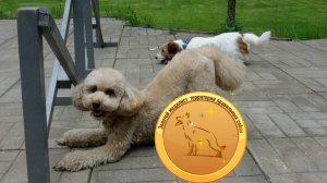 Зачётный пудель - интеллектуальная красавица