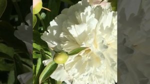 Пион Тач оф Класс (Touch of Class)