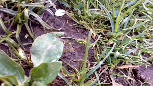 Сериал "Жизнь глазами майского жука" 2 серия смотреть онлайн