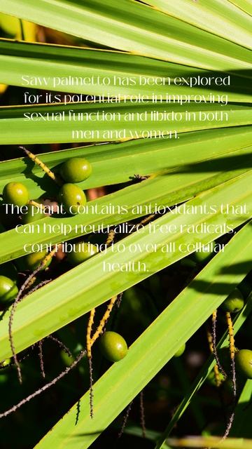 Saw Palmetto 2 смотреть онлайн