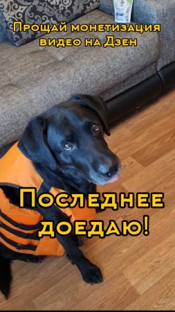 Безработная собака Бумер