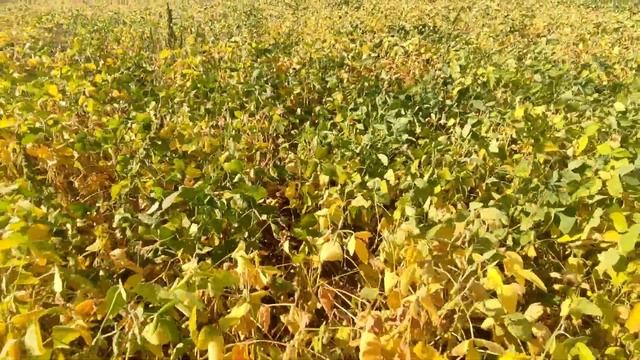 Соя Канзас та Вінона станом на 29 серпня смотреть онлайн