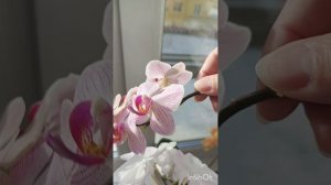 Обзор цветения орхидей на юго-врсточном окне.