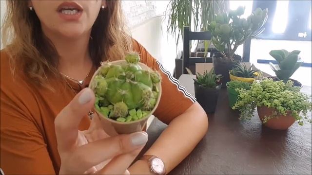 NUEVO HOUL DE SUCULENTAS!! Y LES MUESTRO EL ARREGLO QUE HICE.. смотреть онлайн