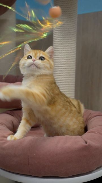 Британский золотой котенок