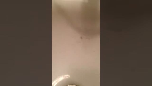 Dancing spider смотреть онлайн