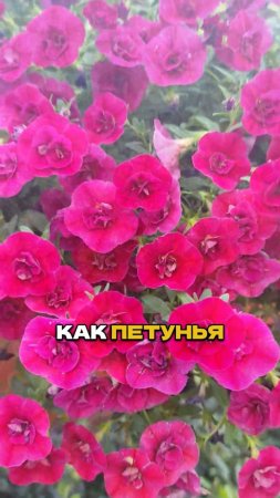 Хватит Сажать Петунии! Вот Идеальная Замена 🌸✋