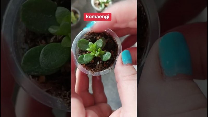 Komaengi -the smallest representative of Crassula ovata.самый маленький представитель крассулы оваты