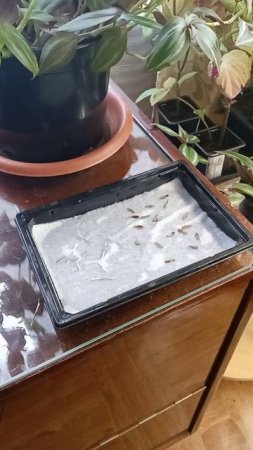 ЗАМАЧИВАНИЕ СЕМЯН ПЕРЕД ПОСЕВОМ