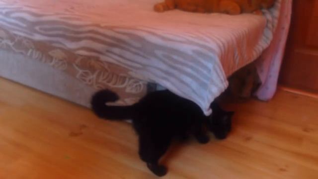 Свитер для Кузи. Погоня за зайцем. Эксперимент. смотреть онлайн