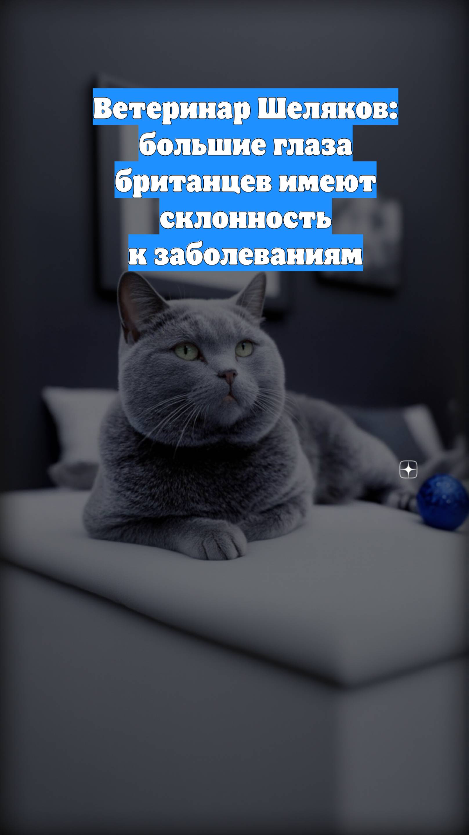 Ветеринар Шеляков: большие глаза британцев имеют склонность к заболеваниям