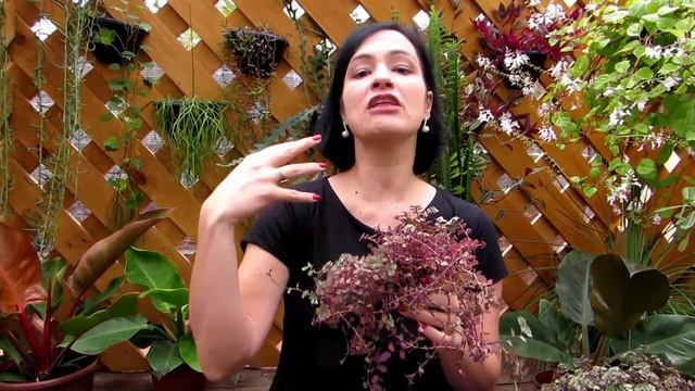 Suculenta Dinheiro em Penca! Conheça a Callisia repens!
