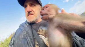 Люська с Владом отправились на прогулку и Люся пошла искать енота Тимошку, а наткнулась на лису)))
