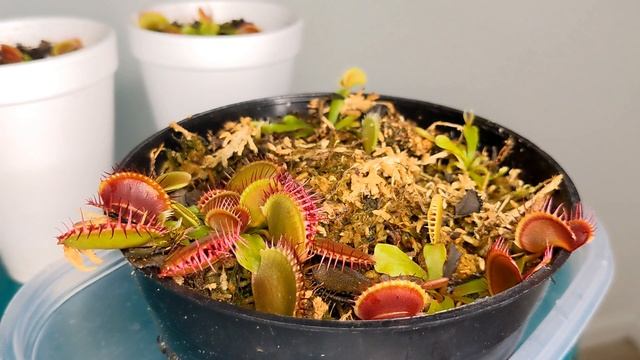 The Ultimate Venus Flytrap Feeding Guide: Simple Steps to Feed Your Venus Flytrap смотреть онлайн