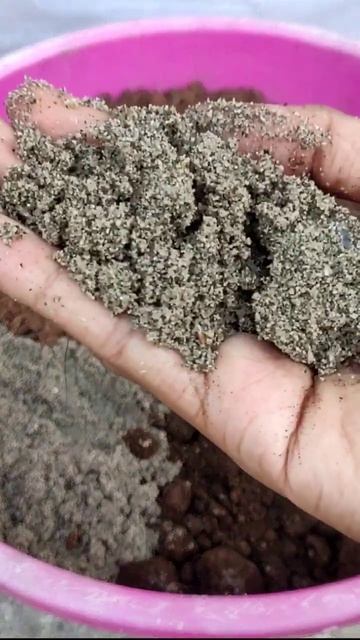 Potting Mix For Hibiscus Plant #hibiscus_care #gardening #viral