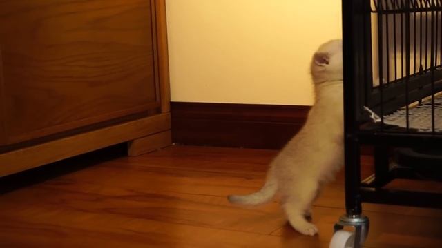 Котята не хотят умываться)))