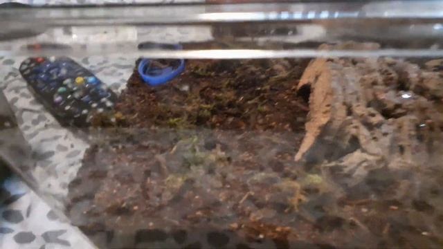 REHOUSING OUR GIANT PET CENTIPEDE (SCOLOPENDRA SUBSPINIPES) смотреть онлайн