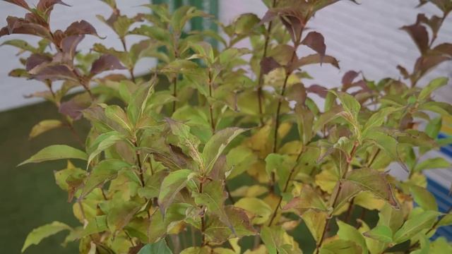 САДЖАНЦІ ВЕЙГЕЛИ | Довгоквітуча рослина для живих огорож | Agro-Market.ua