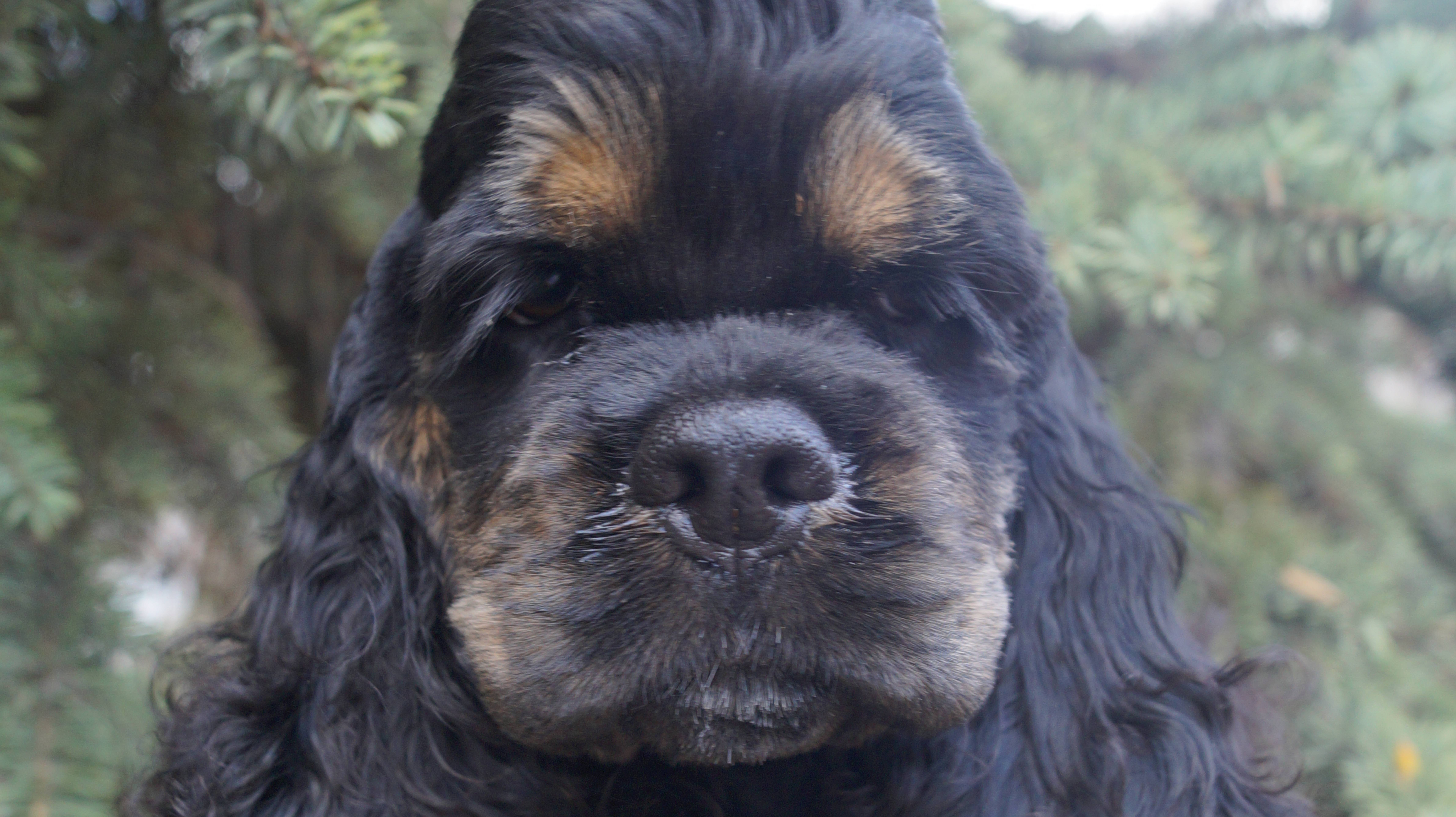 Щенки американского кокер-спаниеля