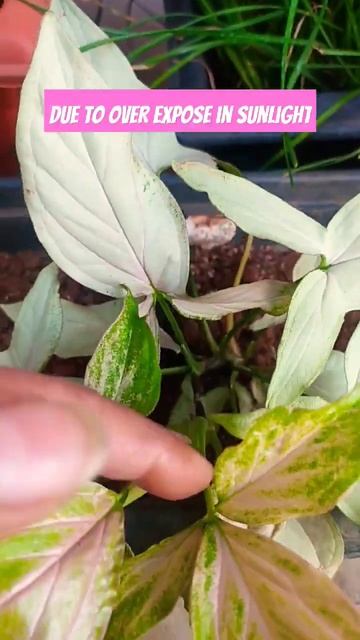 pink sygonium # green leaves#full sunlight#ibgarden #bangalore #reels