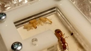 Camponotus baldaccii начало империи.
