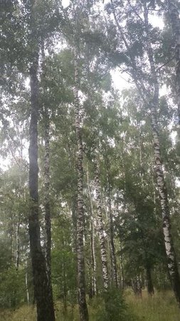 Березки