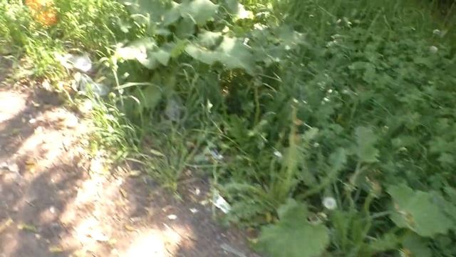 Одна и так же помойка весной и летом