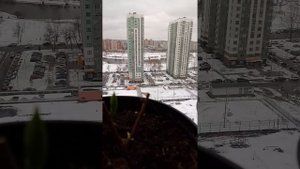 Как просыпаются метельчатые гортензии на балконе 🌿