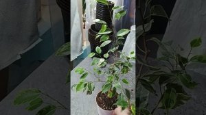 Формирование фикуса Бенджамина Кинки