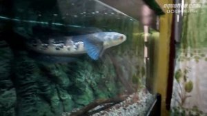 Tips Memelihara Channa Marulioides Yang Baik Dan Betul