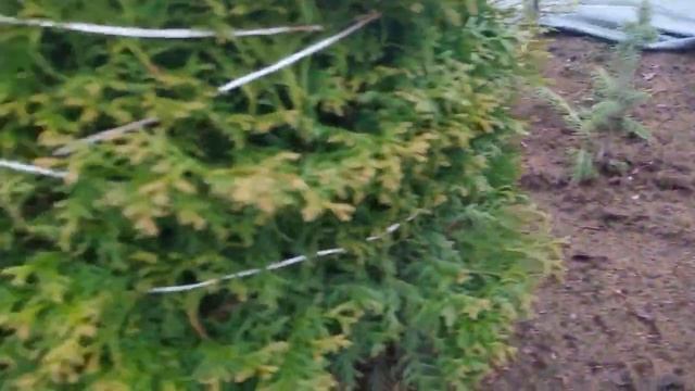 Елочкам 2, 5 года. ПЕРЕЗИМОВАЛИ. Стабильно холодная дождливая погода смотреть онлайн