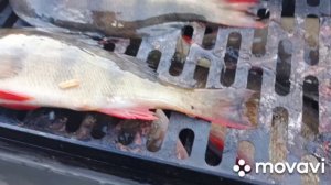 Окунь горячего копчения.