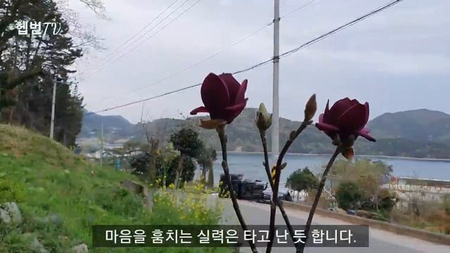 🌳 Hepburn's garden 🌳 💕 목련 제니 magnolia Genie 💕 흑자색 목련 💕 민화작가의 뜨락 💕 통영 바다 정원 смотреть онлайн